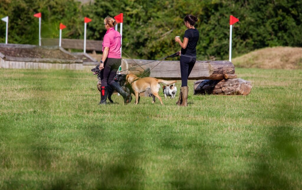 Pet sitting and dog walking are beginner-friendly side hustles to make money locally